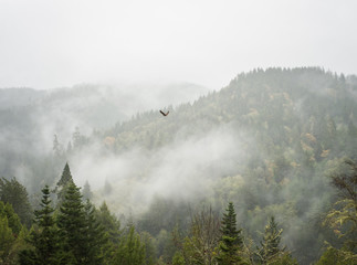 A hawk soars through between foggy mountains