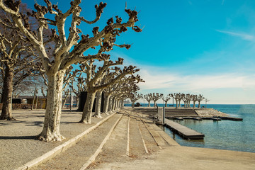 Fototapeta na wymiar original trimmed trees on the banks of the lake