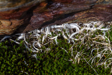 Habitat detail on South Georgia island, rock and moss covered with penguin feathers, Antarctica