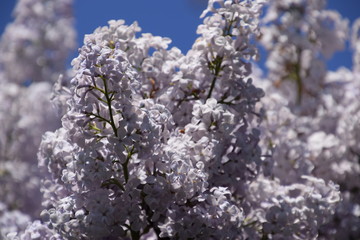 Flowers blooming lilac. Beautiful purple lilac flowers outdoors.