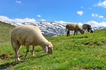 Obraz na płótnie Canvas sheep on pasture