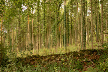forest in autumn