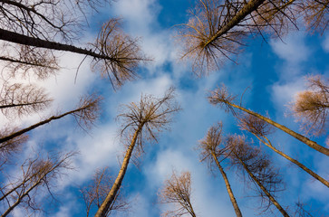 Europe, UK, England, Surrey, pine trees