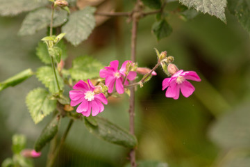 pink flowers in garden