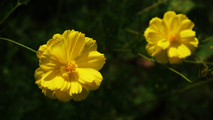 yellow flower composition