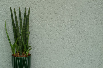 plant in a pot in front wall