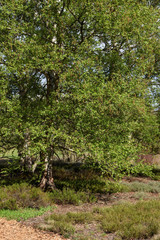 Blossoming birch tree