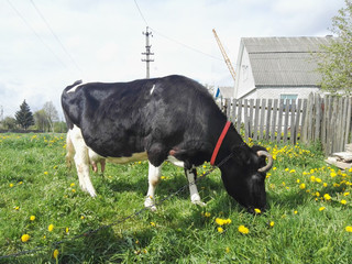 The cow is eating fresh green grass