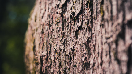 bark of a tree