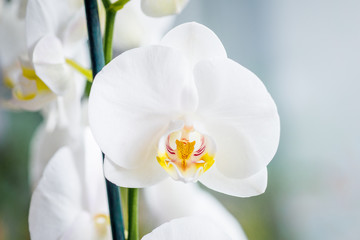 Close-up of a single white Phalaenopsis "moth" orchid flower