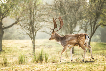European roe deer in a nature reserve