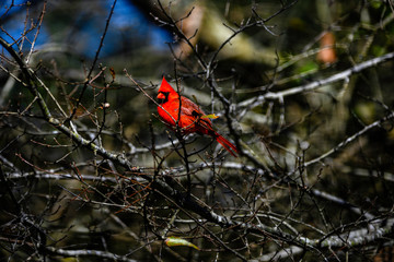 Red Bird