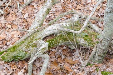 weathered branch of a tree in the forest