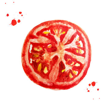 Slice tomato and watercolors splashes isolated on white background. Sketch drawn of brush. Watercolor style illustration.