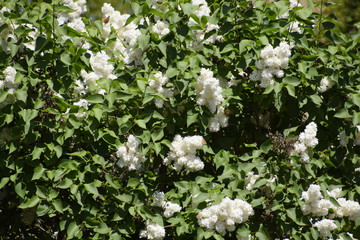 Flowers blooming lilac. Beautiful purple lilac flowers outdoors.