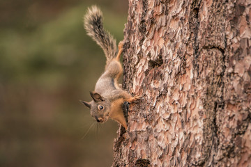 Douglas Squirrel on a pine tree