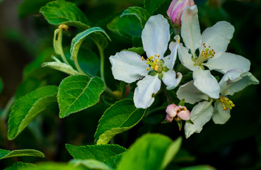 apple blossom on green background