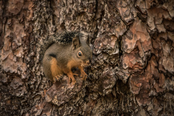 Douglas Squirrel on a pine tree