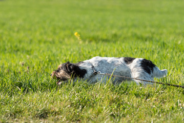 Jack russell terrier dog is waiting for a earth hook in the meadow and eating grass