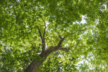 Backlit and silhouetted tree leaves and branches in a forest