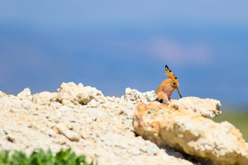 Cute bird hoopoe. Yellow nature background. Eurasian Hoopoe. Upupa epops.