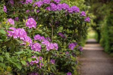 Rhododendron flowers on a bush in a community garden, next to a dirt walking path