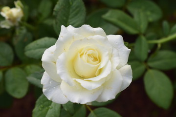 White for peace