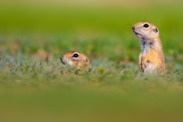 Cute animal. European Ground Squirrel. Green nature background. European Sousl Spermophilus citellus.