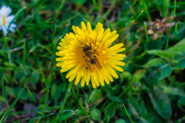 bee on dandelion on meadow