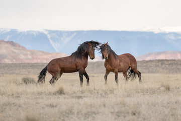 Wild mustang stallions fighting for mares