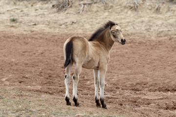 Young wild mustang of McCullough Peaks