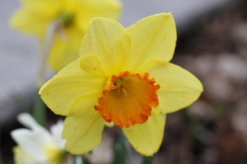 Fototapeta na wymiar daffodils in garden
