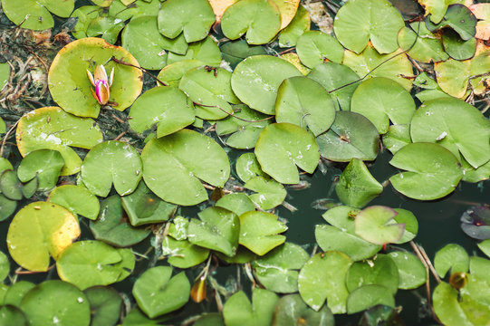 400 Best Lily Pad Top View Images Stock Photos Vectors Adobe Stock 400 Best Lily Pad Top View Images Stock Photos Vectors Adobe Stock