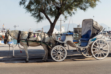 horse in harness with a walking carriage on the pier