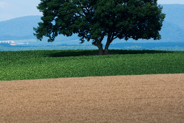 畑の中の木　美瑛町