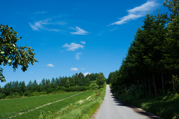 Fototapeta na wymiar 夏の青空と真っ直ぐな農村の道