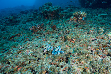Fototapeta na wymiar サンゴに根掛かりした釣りの重り
