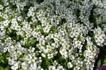white flowers in the garden