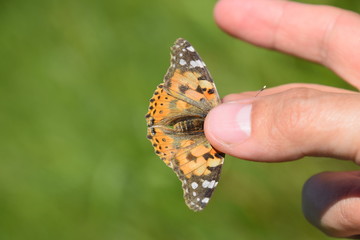 Butterfly Vanessa cardui in the hands of man. butterfly caught