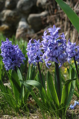 Early spring in Moscow suburban, Russia. Young shoots and flowers of bright blue hyacinths (close up)