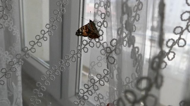 entered into a butterfly house, he wants to go out the window,