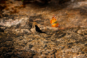 Mariposa en la montaña