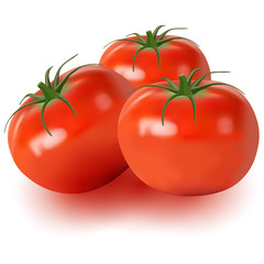 Realistic vector of tomatoes isolated on white background