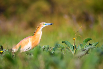 Heron. Nature background. Bird: Squacco Heron. Ardeola ralloides