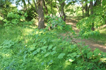 風景　森林　緑　フキ　道　茨城