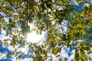 green leaves and blue sky