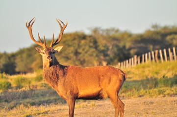 Ciervo argentino