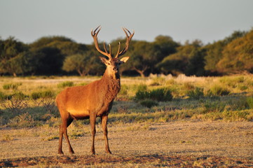 Ciervo colorado - Cervus elaphus 