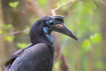 Abyssinian Ground Hornbill (Bucorvus abyssinicus), Native to Northern Africa