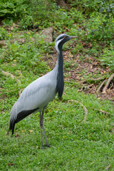 Demoiselle crane (Grus virgo), Native to central Eurasia, ranging from the Black Sea to Mongolia and North Eastern China